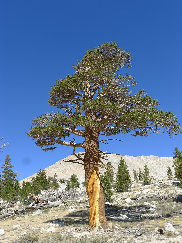 SouthernSierra 467